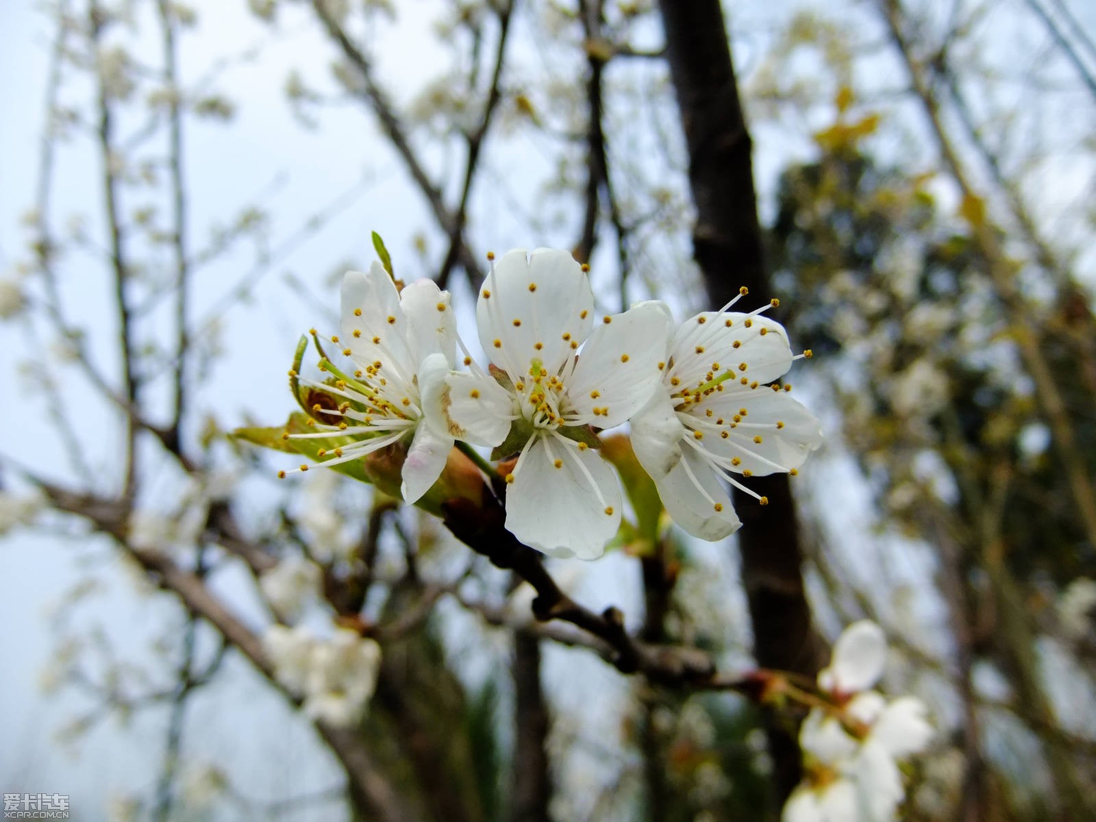 路边上随处可见樱桃花,其实我也难得那么近距离观察樱桃花样儿滴