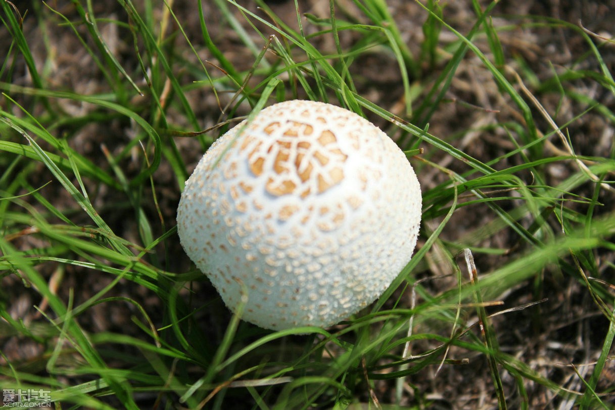 草原上有许多白色的蘑菇,一会儿功夫我们就采了二大尼龙袋