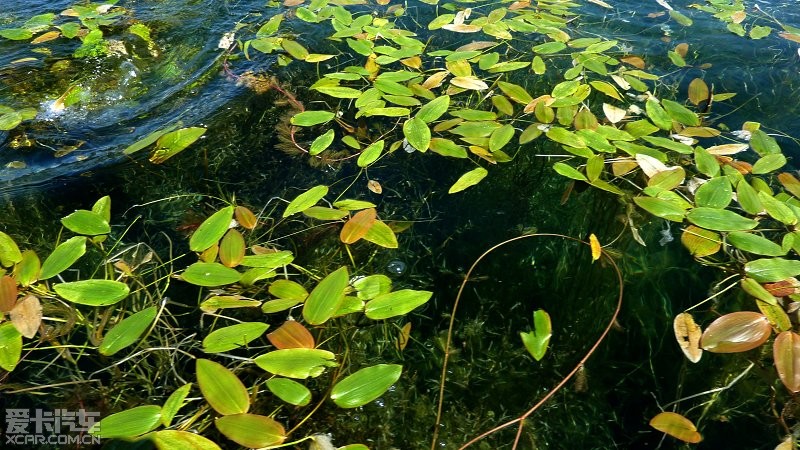 软泥上的青荇,     油油的在水底招摇;      