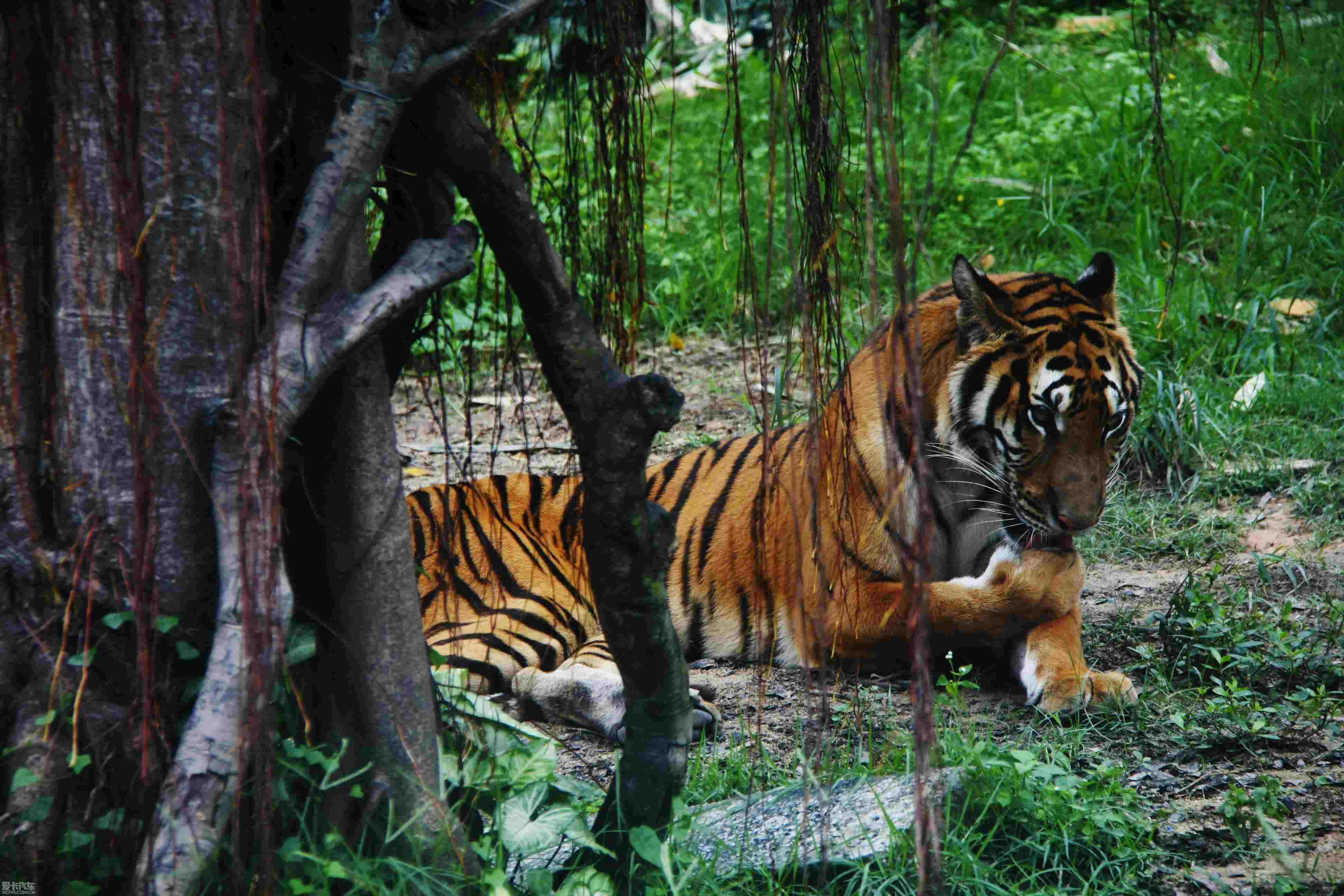 广州动物园东北虎图片