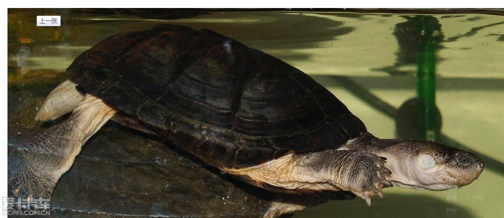 【图】西非侧颈龟能长多大