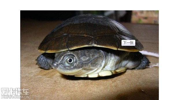 西非侧颈龟闭壳图片