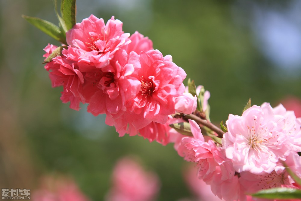 桃花颜色有哪些图片