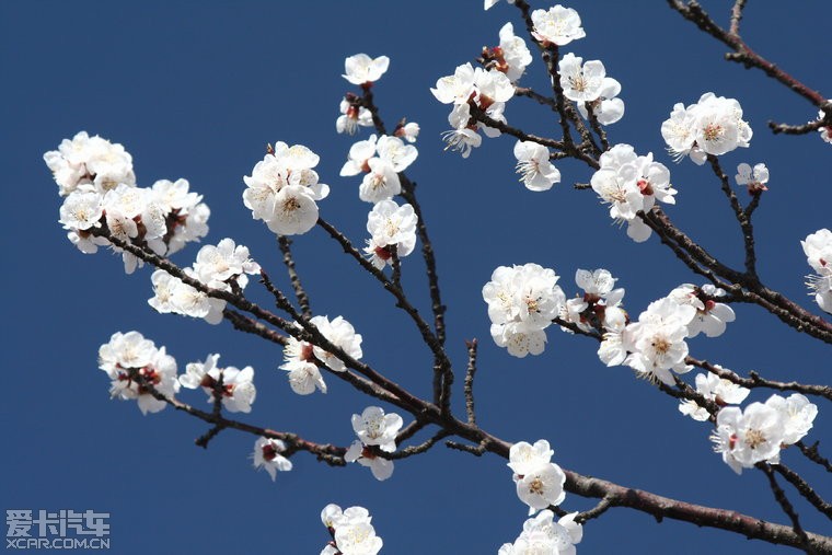 杏花開(石家莊山前大道)精華