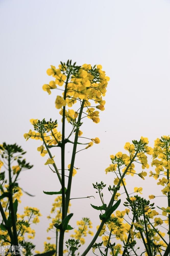 xo清明下揚州看園子賞菜花吃淮揚菜記住標題要長