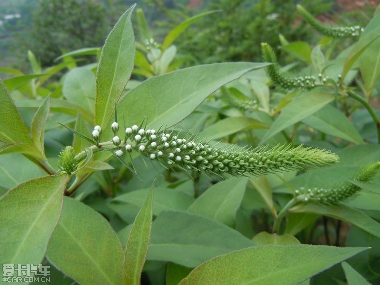 泽珍珠菜的功效与作用图片