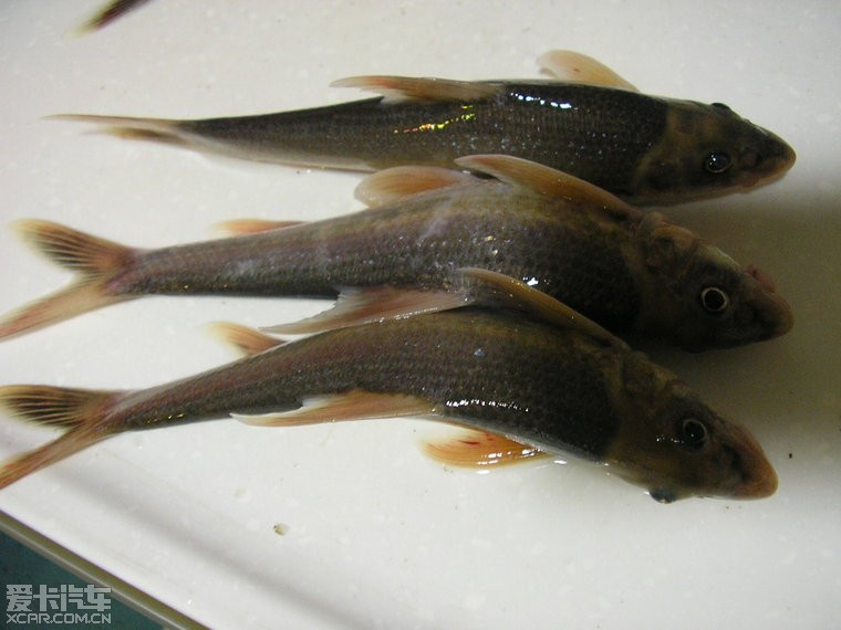 江打的魚給大家看哈 重新加上魚 棒花魚鯉科 ([size= 0]爬虎魚