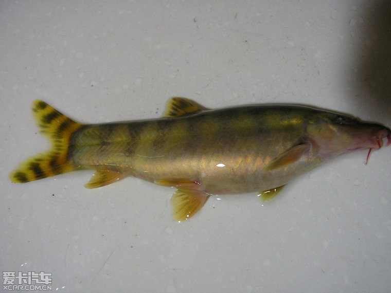 四川淡水鱼种类图片