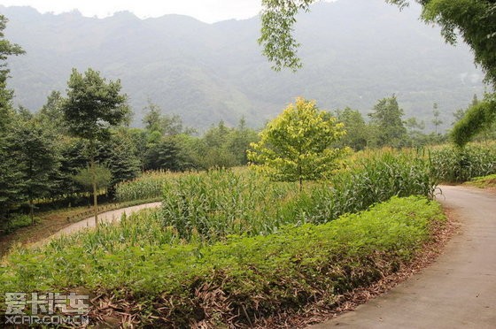 休閒,自助摘李子,騎遊的好去處,大邑斜源六坪村_四川論壇_愛卡汽車