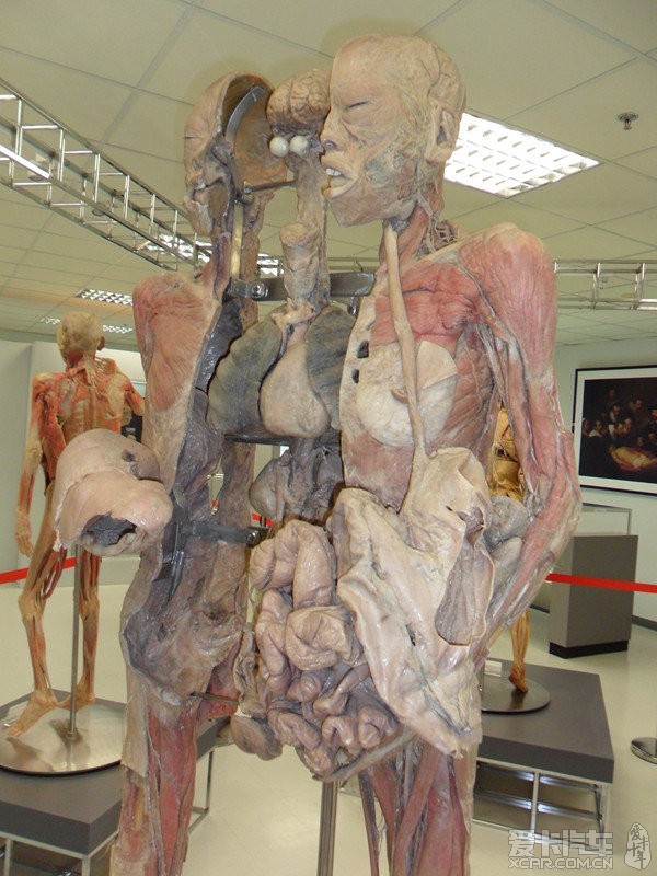 艺用人体解剖真实图片