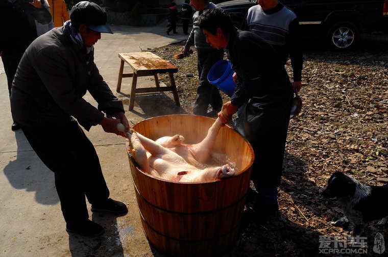台湾 乌克兰 杀猪图片