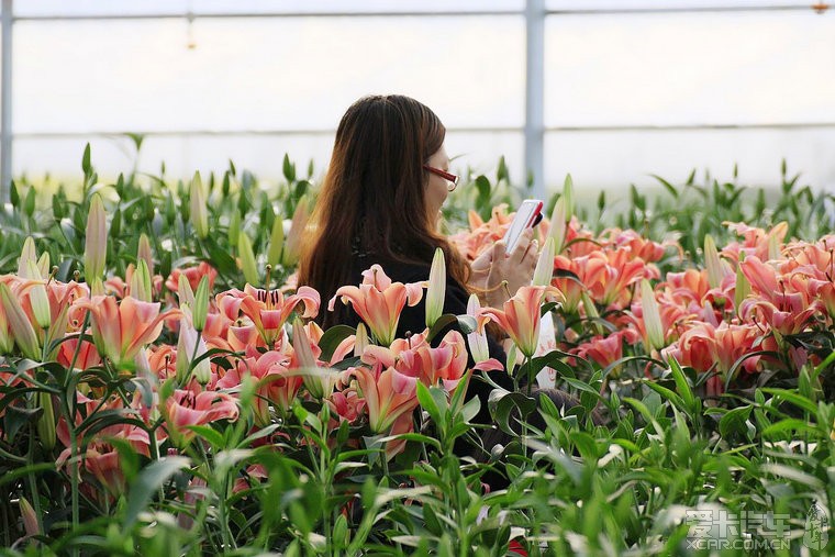 梦里水乡,百合飘香-南海里水第二届万顷洋百合花文化节今天开幕!