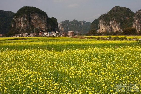 補作業:年前廣西上林賞油菜花精華