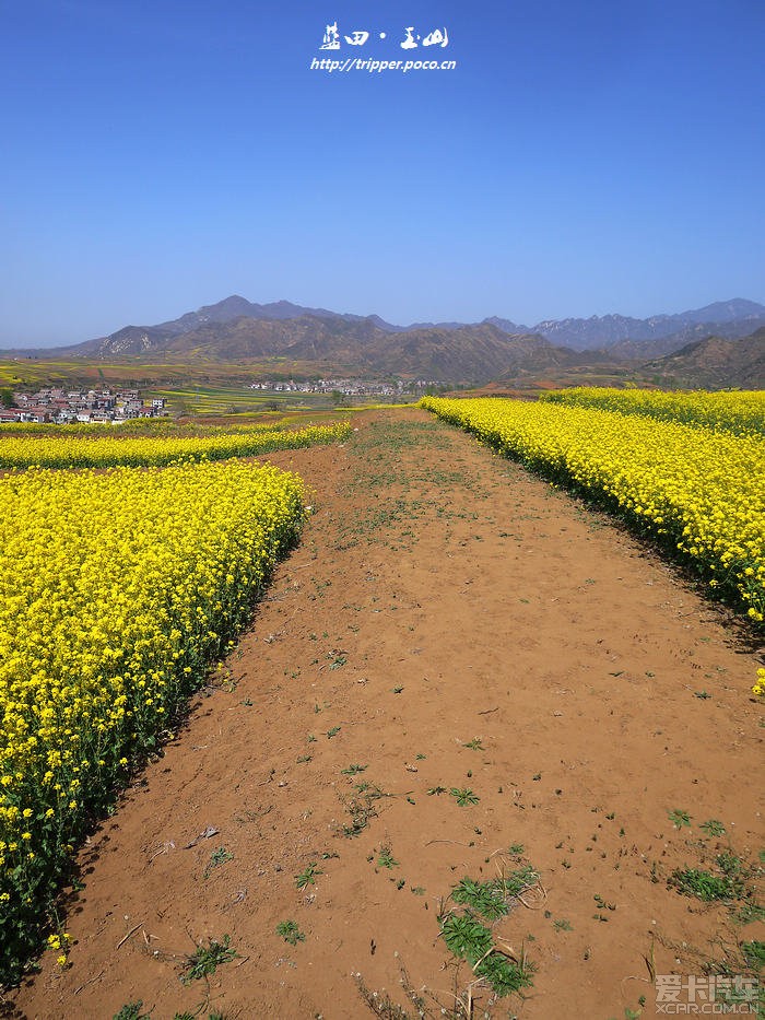 蓝田油菜花观赏地图片