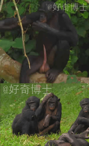 猩猩要东西动态表情包图片