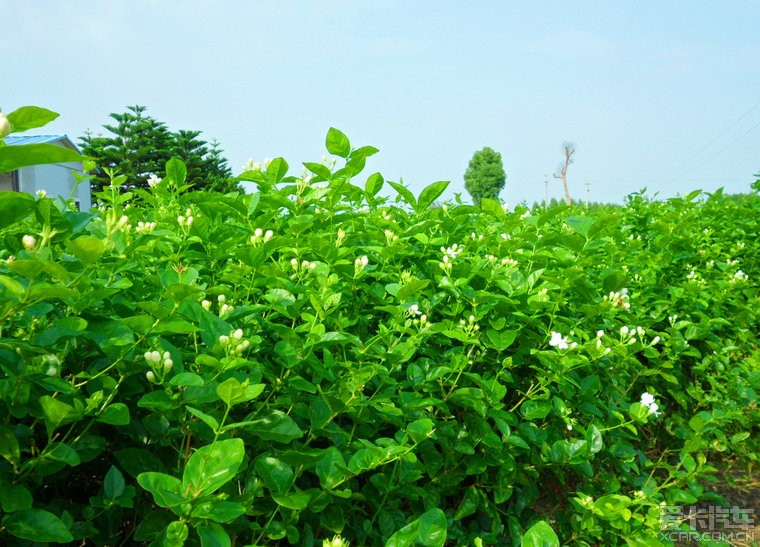 花有多种多样,每种花代表的花语不同,想知道吗?