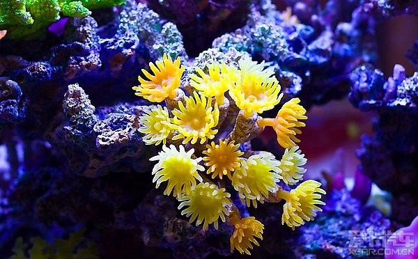 看看海底世界的植物吧,更是看无止尽啊!