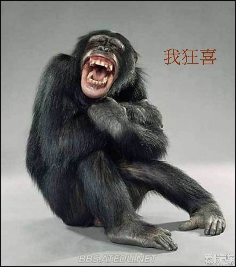 大猩猩龇牙笑的照片图片