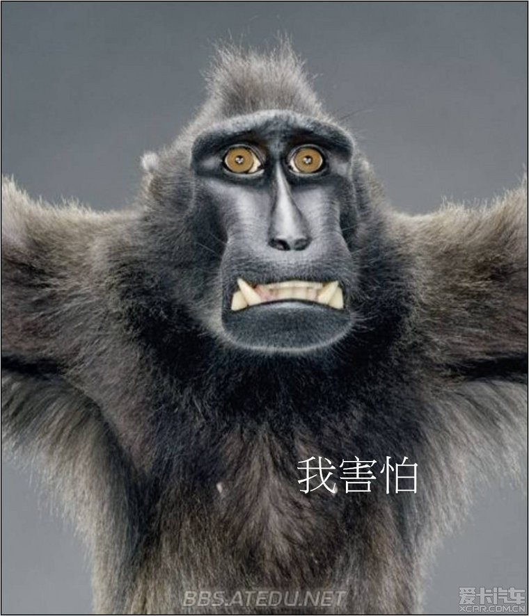 > 猴子的表情