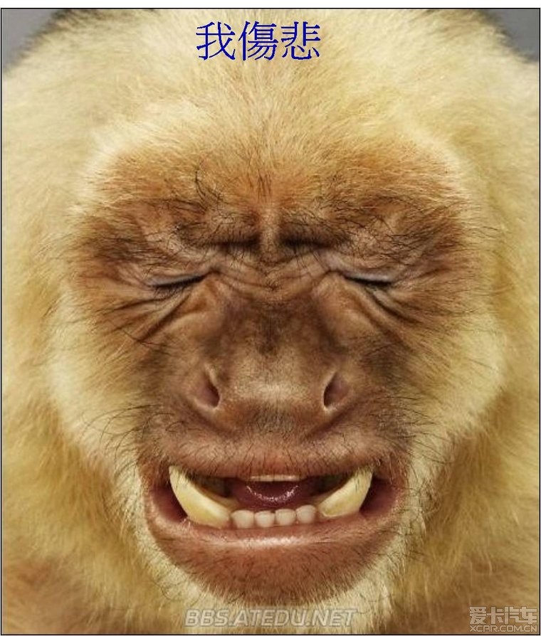 猴子的表情