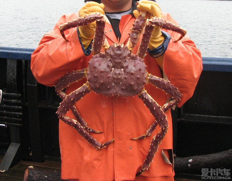 惊呆世界上最大的河蟹