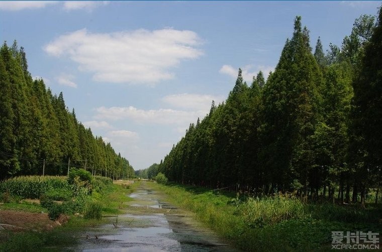 暢遊水杉大道黃天蕩溼地公園