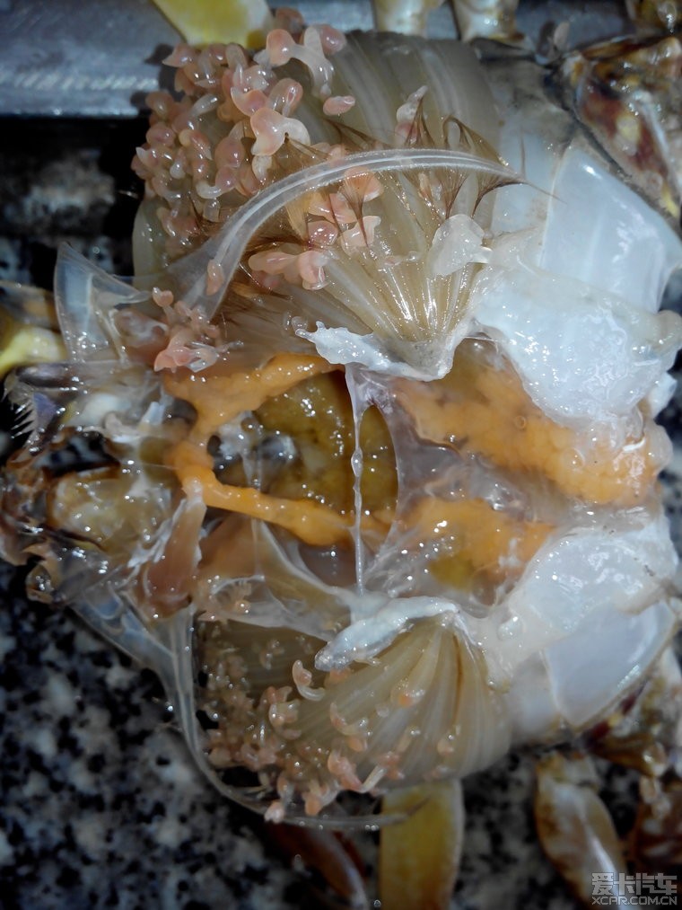 螃蟹肺吸虫卵图片图片