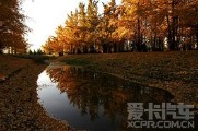 徜徉在深秋的银杏树林中~~~~~~~