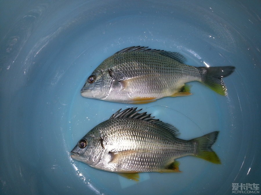 厦门鱼种类图片
