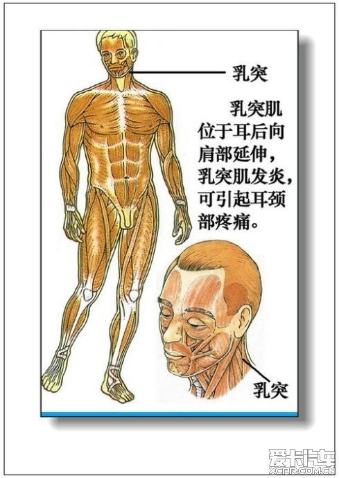 男人,女人體器官及病理(彩圖詳解)