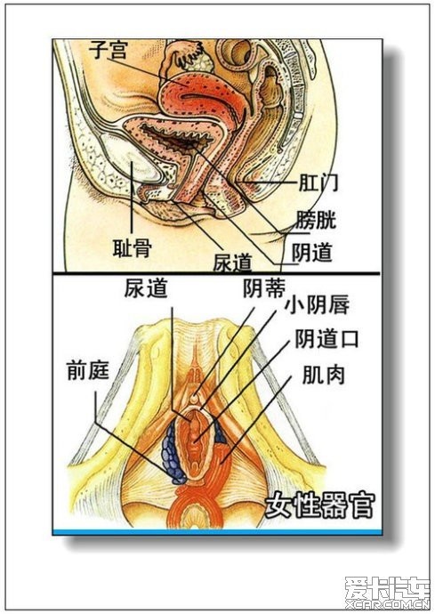 男人女人體器官及病理彩圖詳解