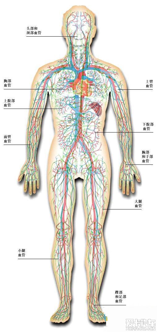 人体全图