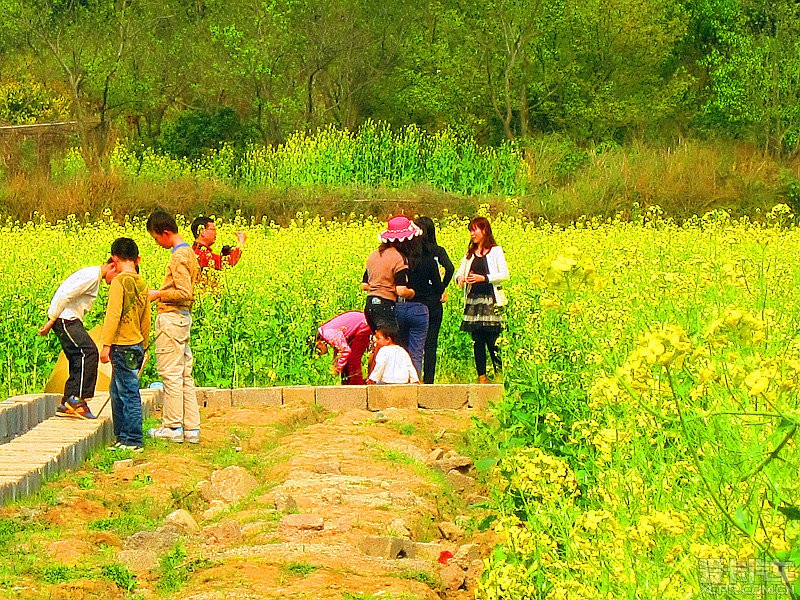 桂北油菜花 景色也不差 爱卡汽车网论坛