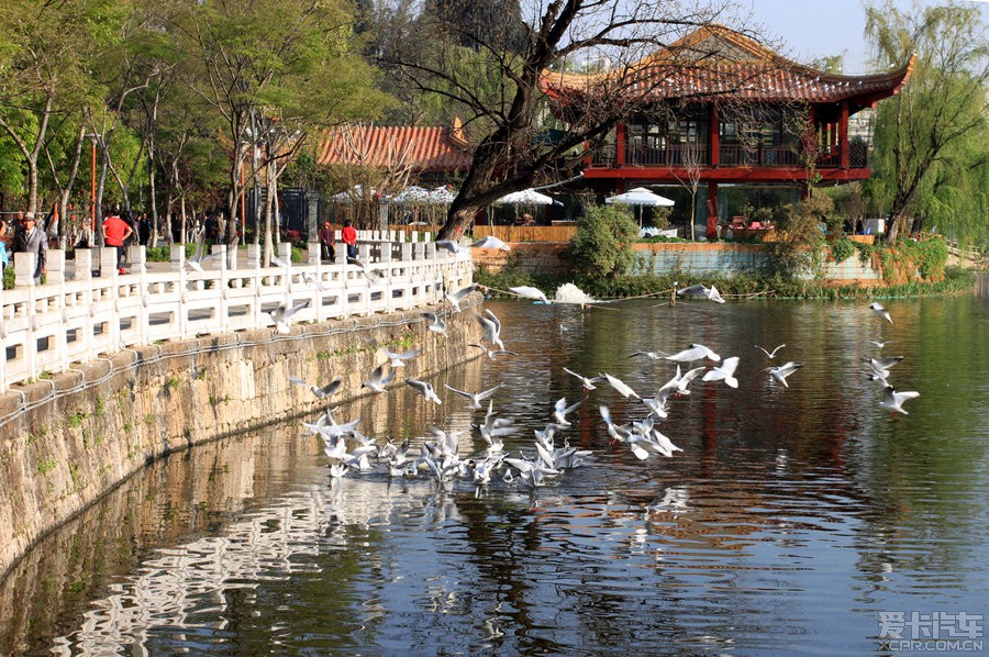 翠湖公園一角.水不是很清呀.