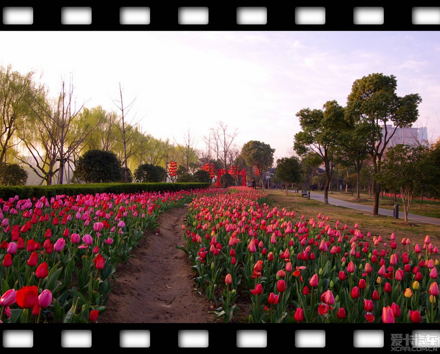 湖州郁金香公园图片