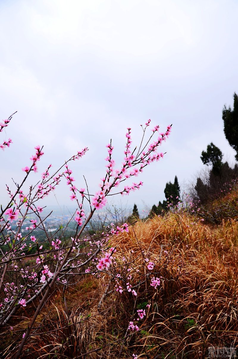 广汉松林桃花景区图片