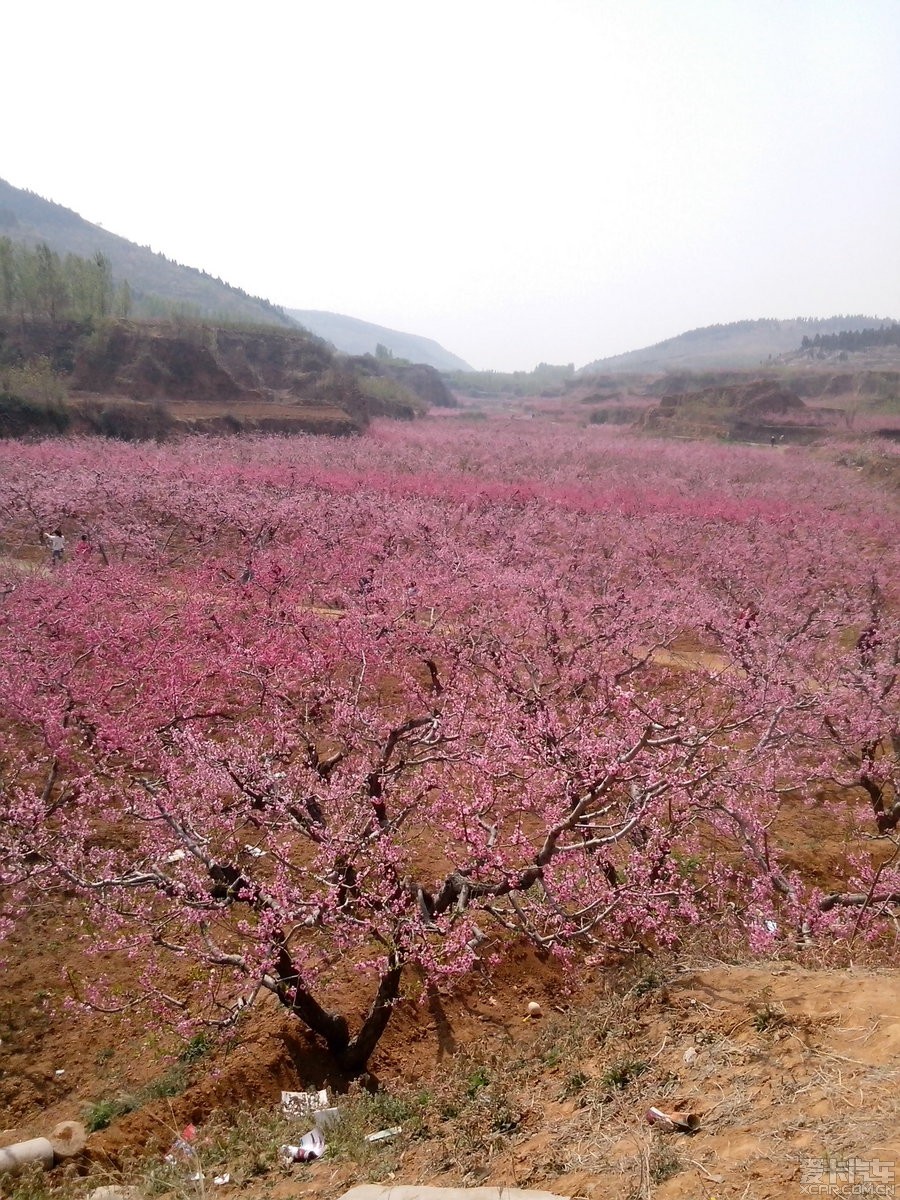 肥城桃花节