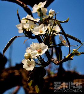 һĴ졷деİ