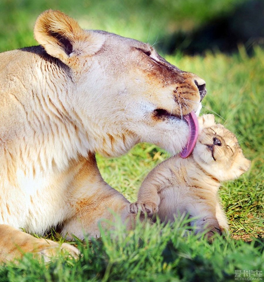 动物界母子互动温情瞬间