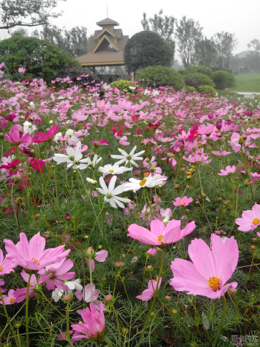 蒲江樱花岛图片