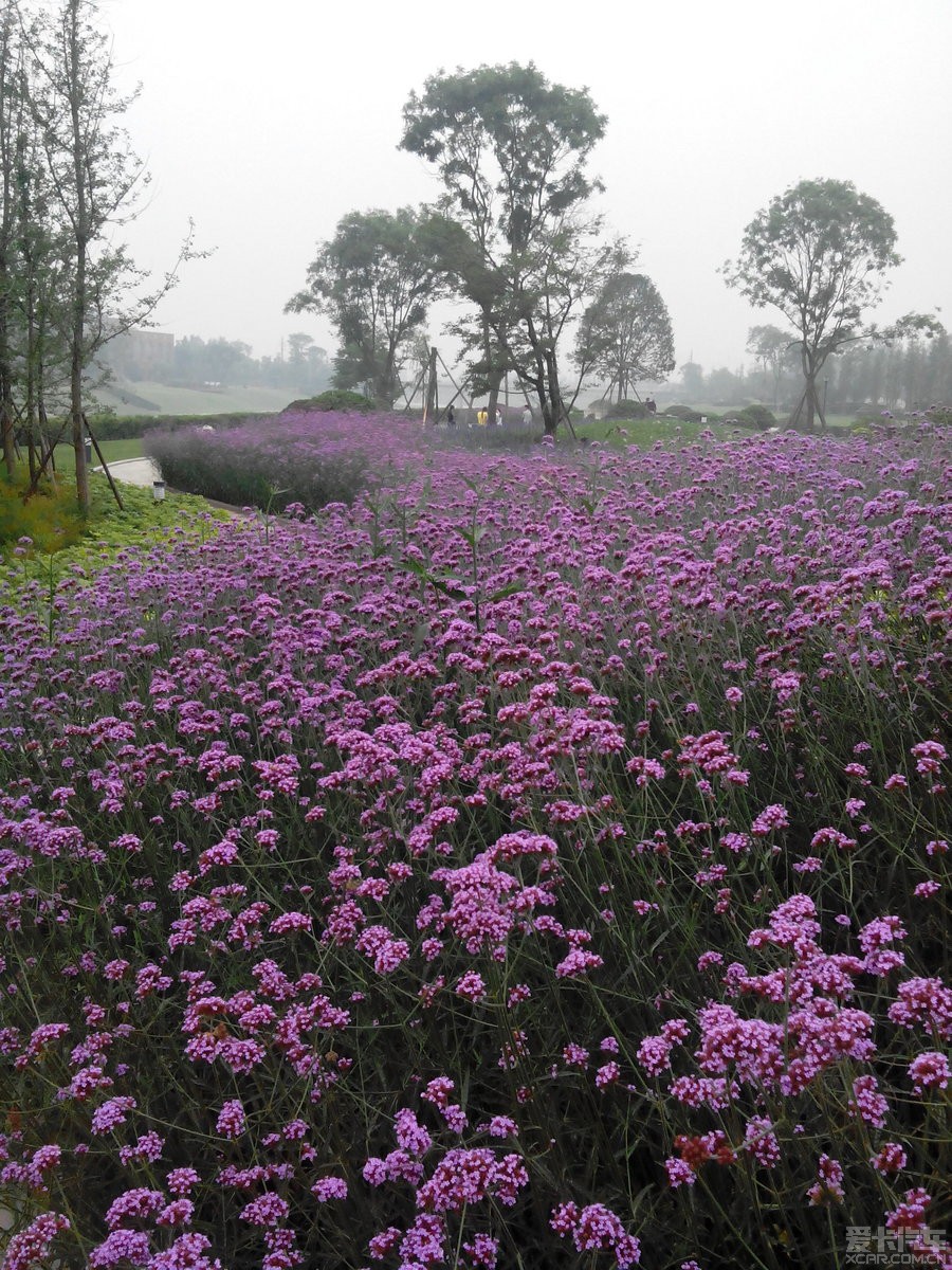 蒲江樱花岛图片