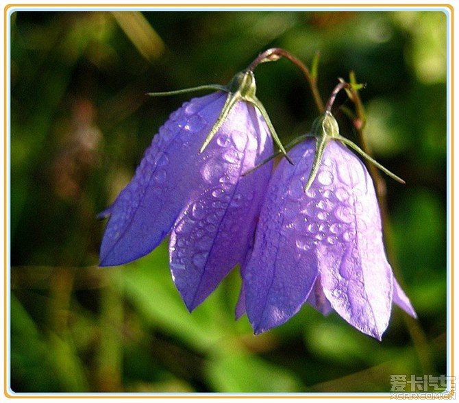 連理並蒂花