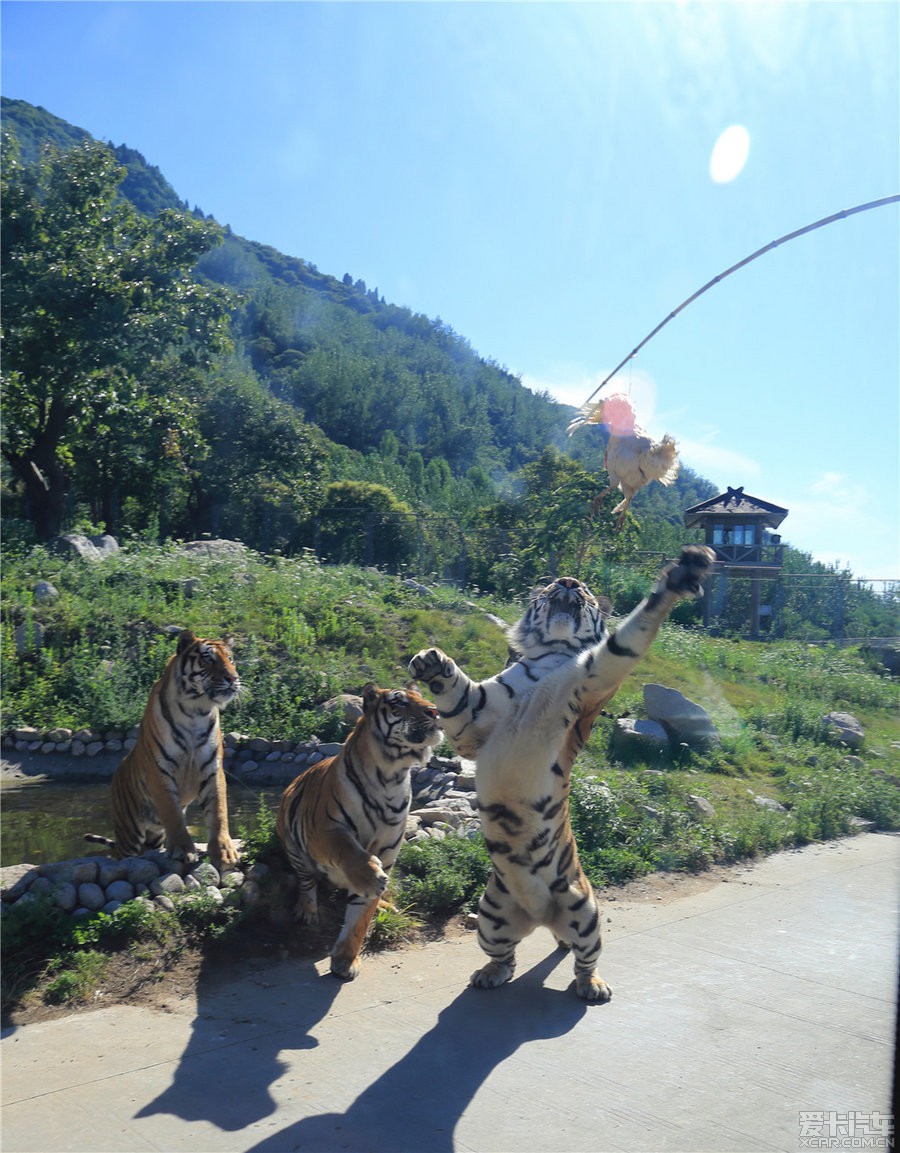 > 西安秦嶺野生動物園-與動物的親密接觸