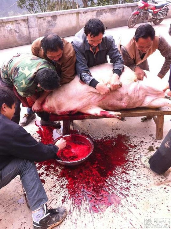 杀猪解剖步骤图片