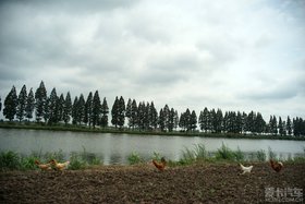 ɨֳ
