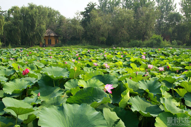 夏荷---壽光林海生態博覽園