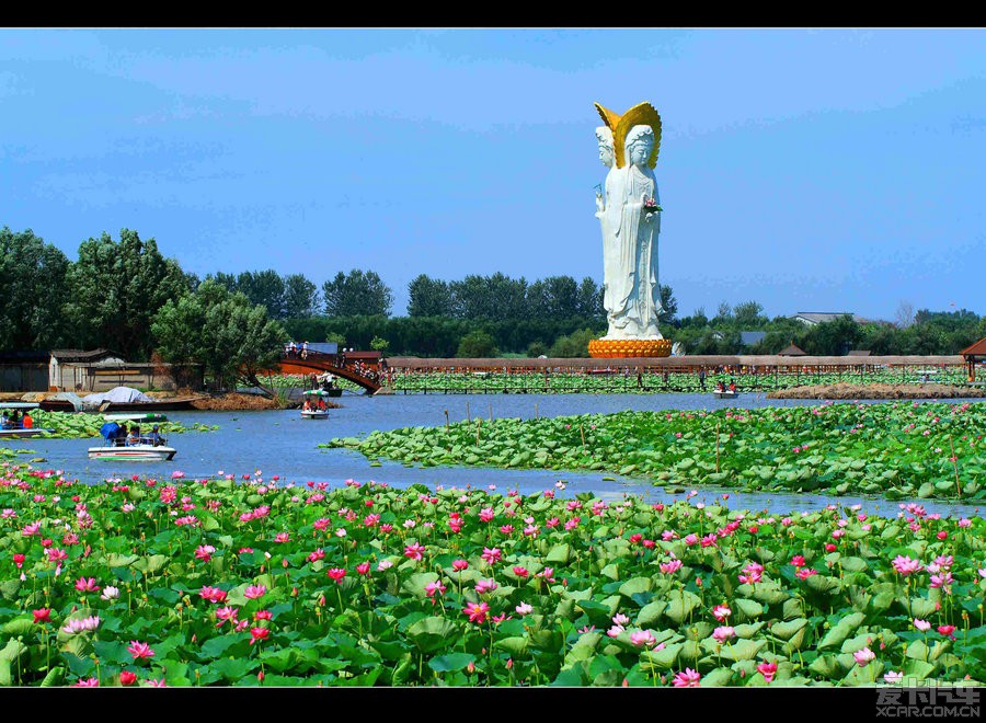 白洋淀荷花大观园图片图片