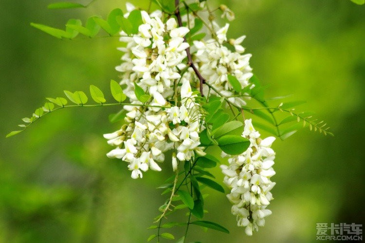 香馨槐花,一树芬芳洒院庭