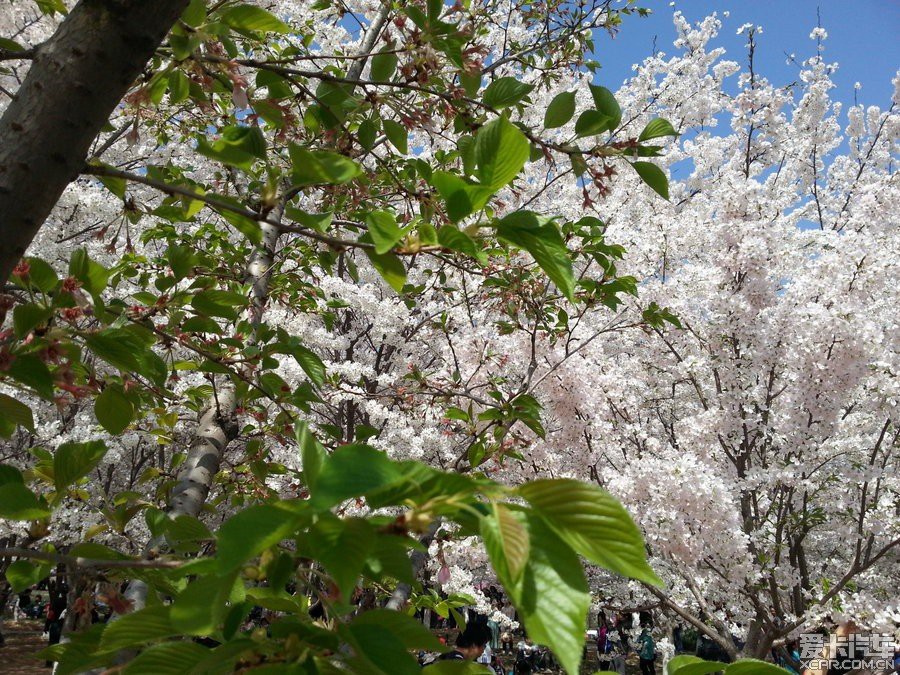 > 閒逛北京公園 之 玉淵潭公園