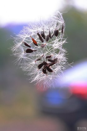 ֮ɡѹӢ